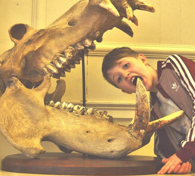 Discover Dinosaurs at Wollaton